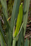 Henry's spiderlilly